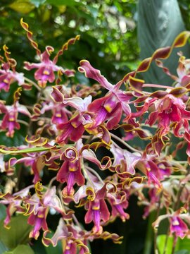 Dendrobium Narendra Modi
(Dendrobium Hai Sing X Dendrobium Kovalas)
Orchid Flower
