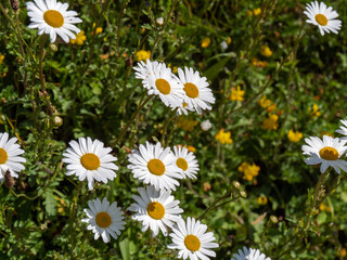 A beautiful scene of nature with blooming Chamomile. Chamomile Spring floral landscape. Summer daisy
