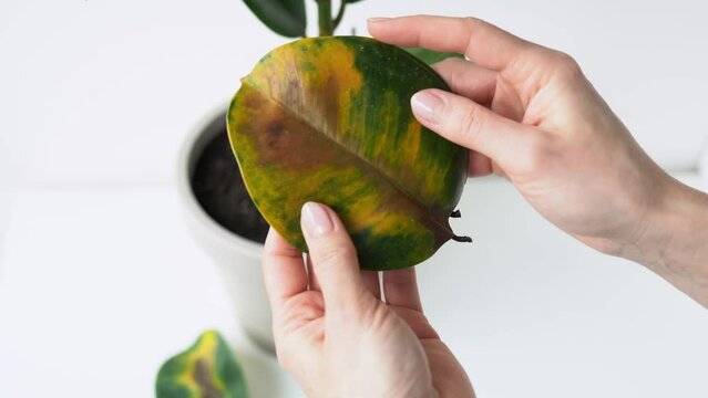 Woman holding and inspection fallen yellow-green ficus elastic leaves in her hands - plant diseases and care. Rubber-bearing with damaged leaves in girl hand. Female holds a broken leaf houseplant. 4k