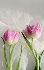 Pink tulips on ivory white background, dreamy spring aesthetic