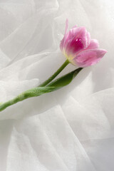 Dreamy tulip still life in white shiny cloth