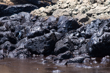 oil spills on the beaches of the pacific ocean with contaminated rocks of repsol company in lima peru in the year 2022