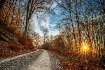 Waldweg mit Sonnenstern