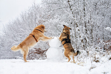 2 Hunde spielen mit einem Schneemann