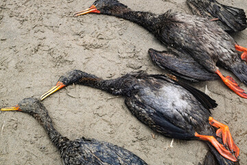 dead black cormorant seabird washed up on a polluted beach, after an oil spill in peru,