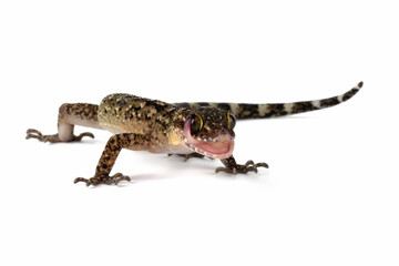 A Javan bent-toed gecko closeup on isolated background, Cyrtodactylus marmoratus closeup