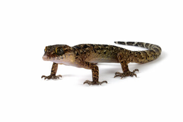 A Javan bent-toed gecko closeup on isolated background, Cyrtodactylus marmoratus closeup