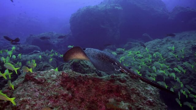 Black-spotted stingray and fish swimming on ocean floor near coral. Black-spotted Stingray is unique species of ray found in ocean, easily recognizable by its distinctive tail.