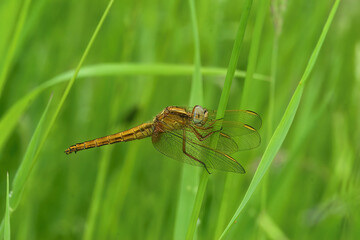 Closeup of a fresh emerged Common Scarlet-darter, Crocothemis erythraea, perched in the grass