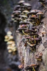 Faszination Pilze, Wanderung im herbstlichen Grunewald, Berlin