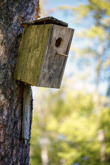Old broken wooden nesting box set out for Spring