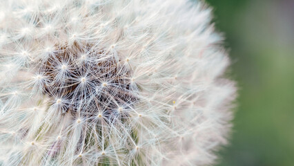 Fototapeta premium Seed macro close up. Fragility. Beautiful flower Dandelion on a blurred green background. Taraxacum Erythrospermum
