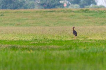 black stork The glossy ibis, a brownish-black bird grazing on a green meadow in Romania
