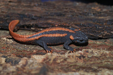 Closeup of the juvenile of an endangered Red-tailed Knobby Newt , Tylototriton kweichowensis