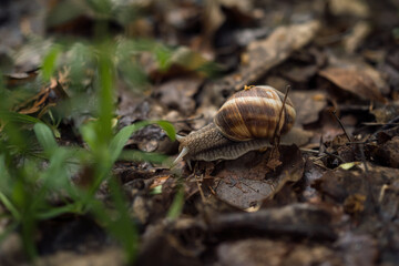 Grape snail crawls on the ground and last year's leaves