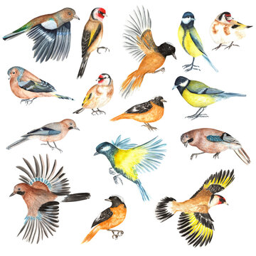 A set of wild birds: titmouses, jay, goldfinch, chaffinch, redstart. Birds collection for greeting cards, posters, invitations, stickers. Hand-drawn watercolor illustrations.