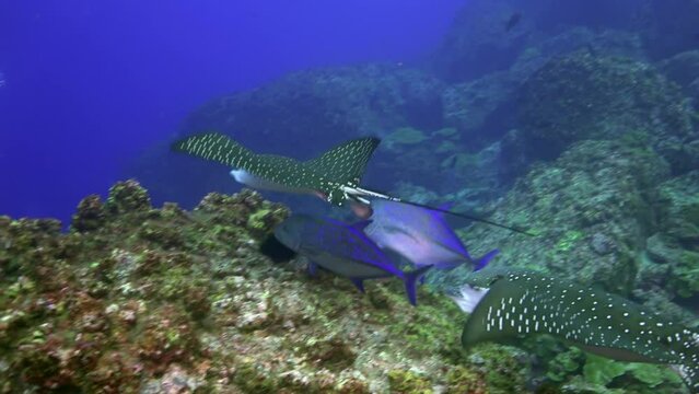 Fascinating black-spotted stingray sinks quietly bottom of underwater ocean. Black-spotted Stingray is unique species of ray found in ocean, easily recognizable by its distinctive tail.