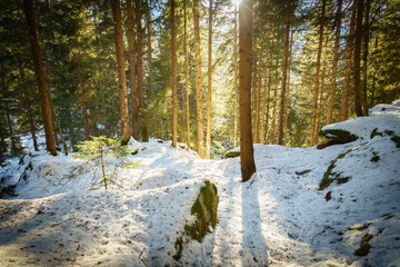 Lichtschein im Winterwald