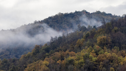 Colorful Trees on the Mountain during Fall Season. France, Europe. Nature Background.