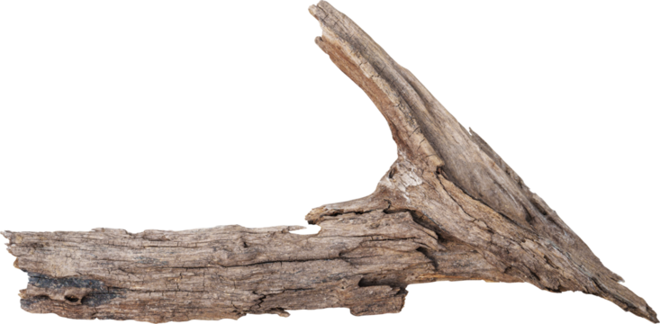 Dry branch tree naturally.