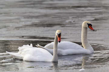 pair of mute swans swimming in water with ice 
