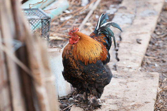 domestic rooster on farm, close-up, rooster portrait, bird, crest and sharp beak