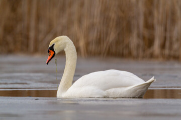 white mute swan swim in water with ice 