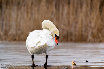 white mute swan try walking on ice 
