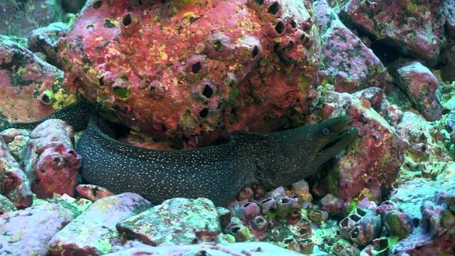 Moray eel is underwater inhabitant of warm water of ocean on Costa Rica. Moray eels are solitary creatures and are often seen hiding in crevices or under rocks.
