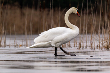 white mute swan try walking on ice 