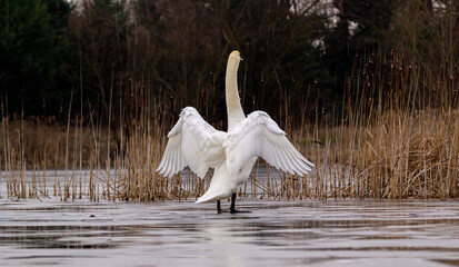 white mute swan Stretching Wings on the ice 