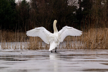 white mute swan Stretching Wings on the ice 