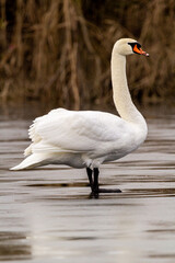 white mute swan try walking on ice 