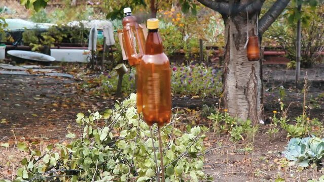 Scarecrow in the garden. Homemade devices from a plastic bottle to scare away birds and animals from a garden with vegetables and fruits. A plastic bottle is spinning in the wind. Vegetable and fruit