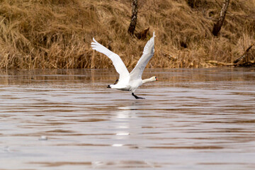 white mute swan running on ice and preparation for flight
