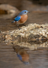 bluebird with reflection in water