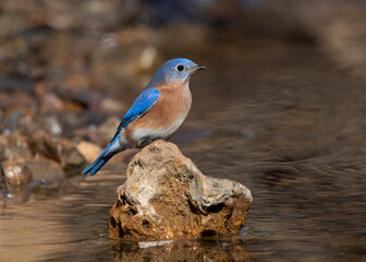 bluebird with reflection in water
