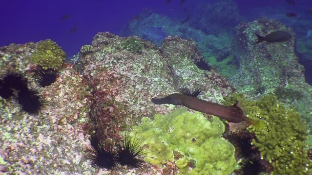 Flute fish on underwater seabed of ocean. Fistularia tabacaria tobacco pipefish, is species of marine fish. with its distinctive, elongated body shape that resembles a pipe or straw.