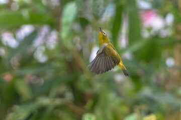 The Indian white-eye (Zosterops palpebrosus)