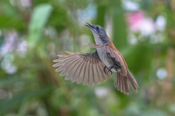 The chestnut-capped babbler (Timalia pileata) is a passerine bird of the family Timaliidae