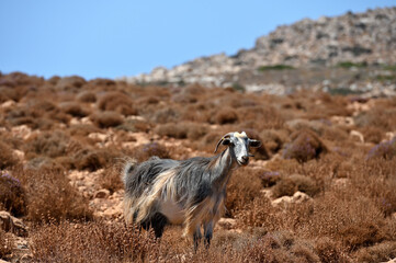 Naklejka premium Mountain goat in the arid landscape