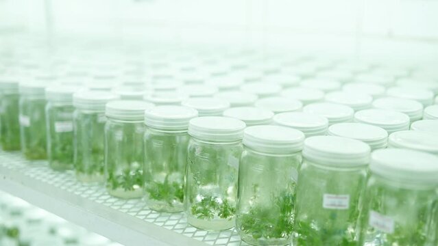Footage of the rack plant tissue culture in glass bottles laboratory.