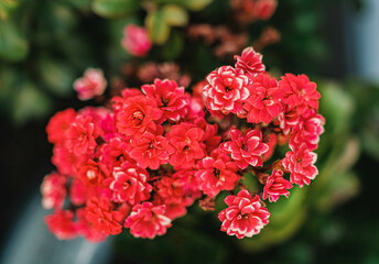 cluster of red flowers against green leaves