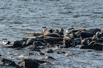 Seals Basking in the Sun, Fort Hancock New Jersey USA, Fort Hancock, New Jersey