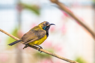 The olive-backed sunbird (Cinnyris jugularis)