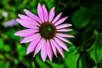 A purple coneflower growing in the flower garden.