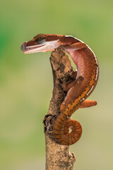 The lined gecko (Gekko vittatus), also known as the skunk gecko