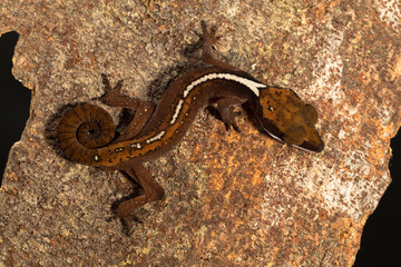 The lined gecko (Gekko vittatus), also known as the skunk gecko