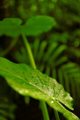 Tropical rainforest. Close up photo of green leaf with water droplets on it.