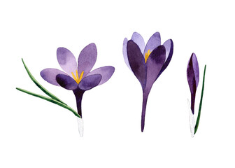 Watercolor hand painted set with purple Crocuses. Crocus flower with stem and leaf. Spring botanical illustration. Isolated on transparent background. © Olga Miraniuk